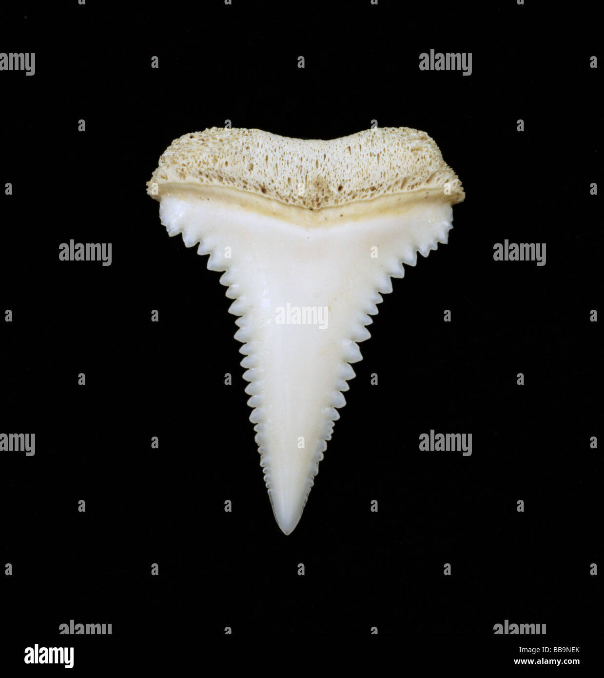 Great white shark tooth hi-res stock photography and images - Alamy