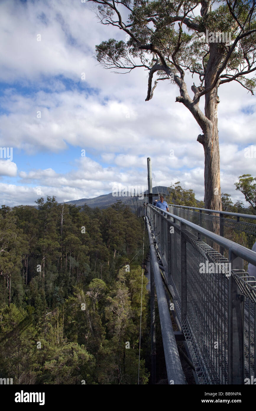 Tahune Forest Airwalk, Hartz Mountains National Park, Tasmania, Australia Stock Photo