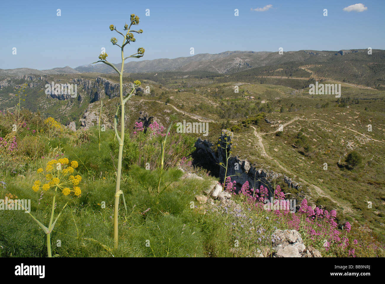 wildflowers on Sierra de La Forada, near Alcala de la Jovada, Alicante Province, Comunidad Valenciana, Spain Stock Photo