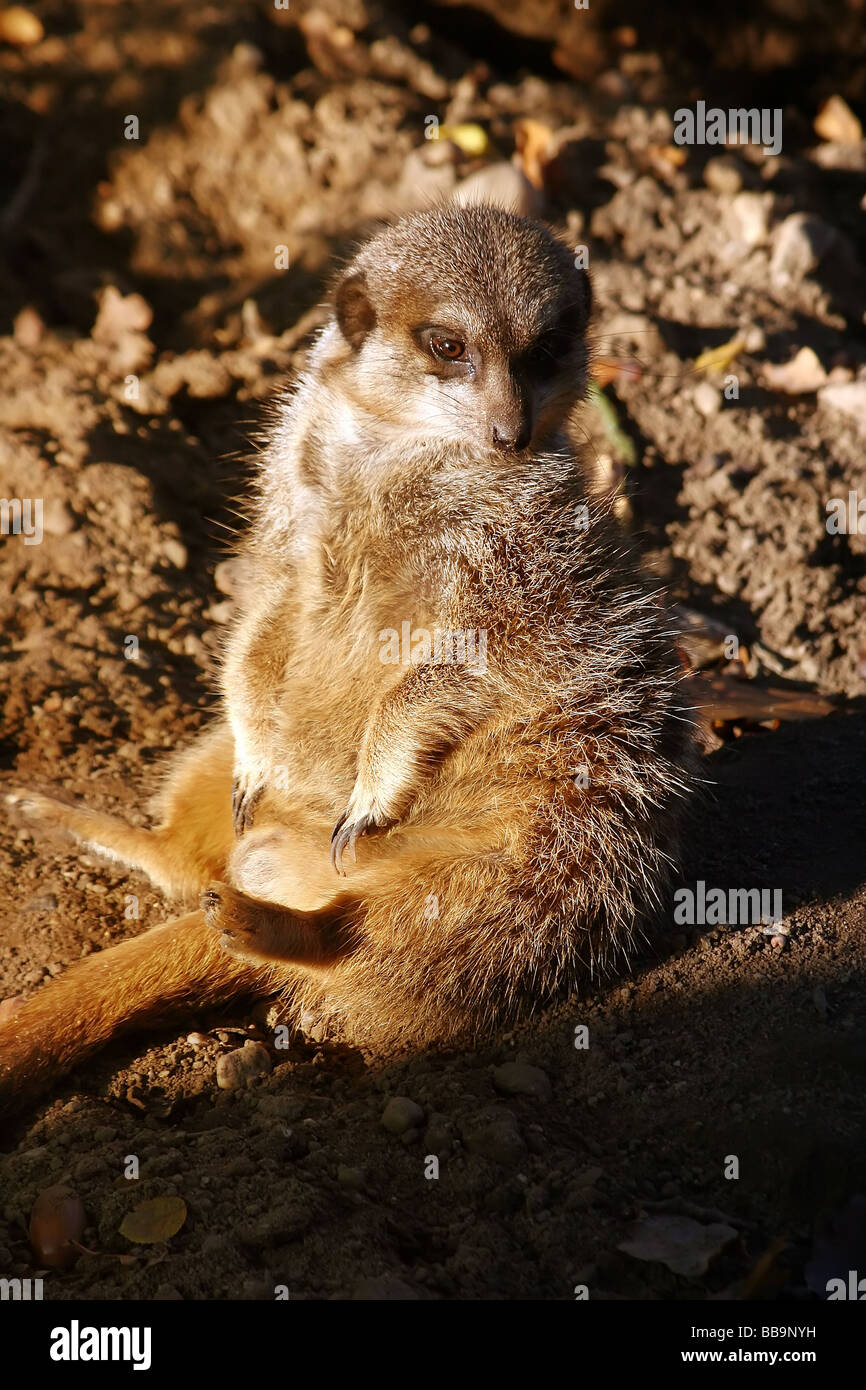 Suricata suricatta Stock Photo - Alamy