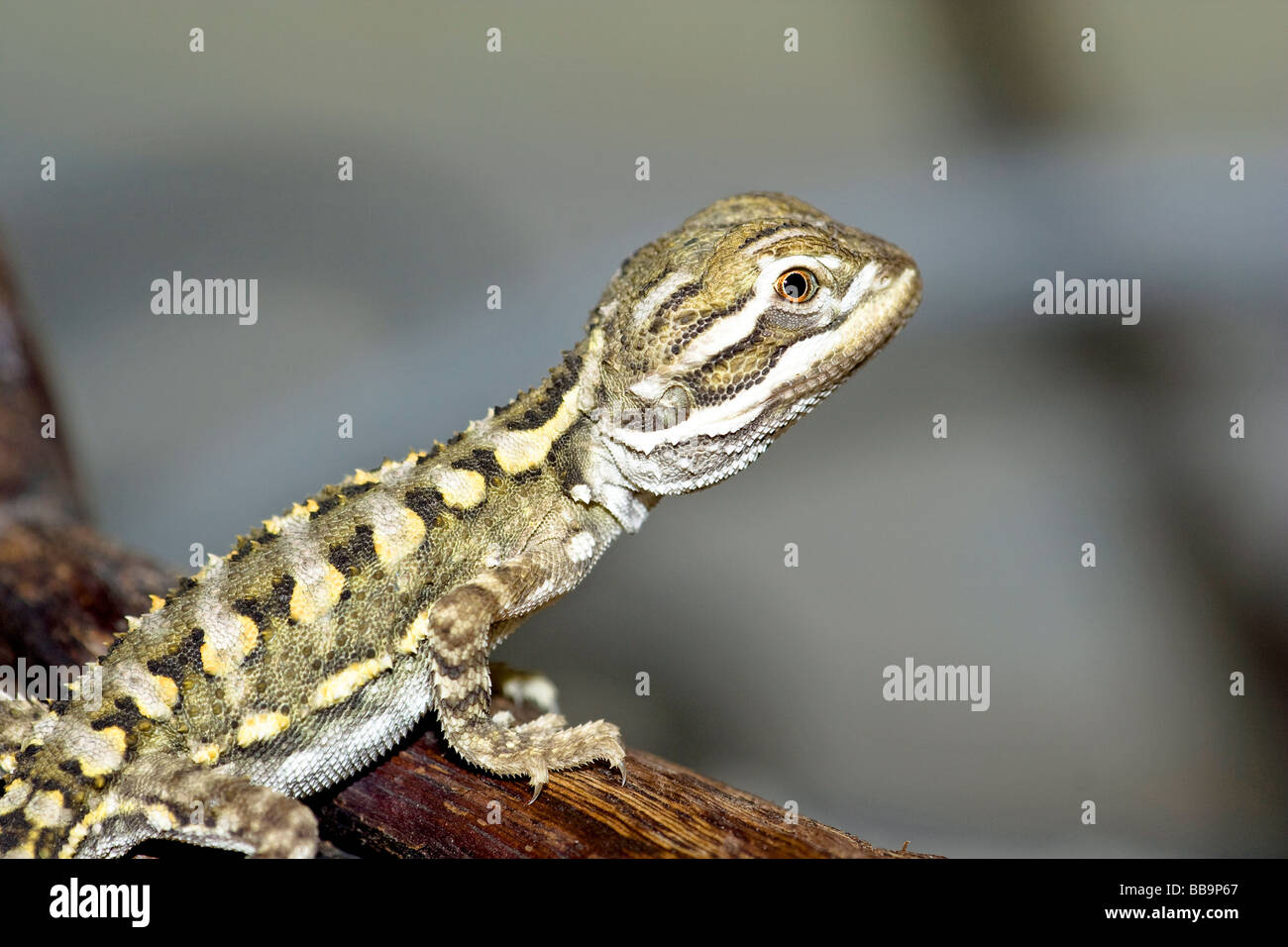 Holding bearded dragon hires stock photography and images Alamy