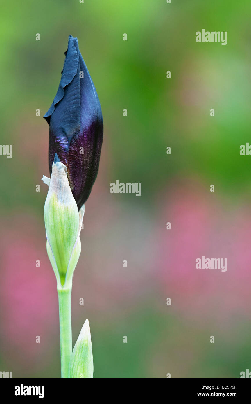Black iris flower before it opens hires stock photography and images