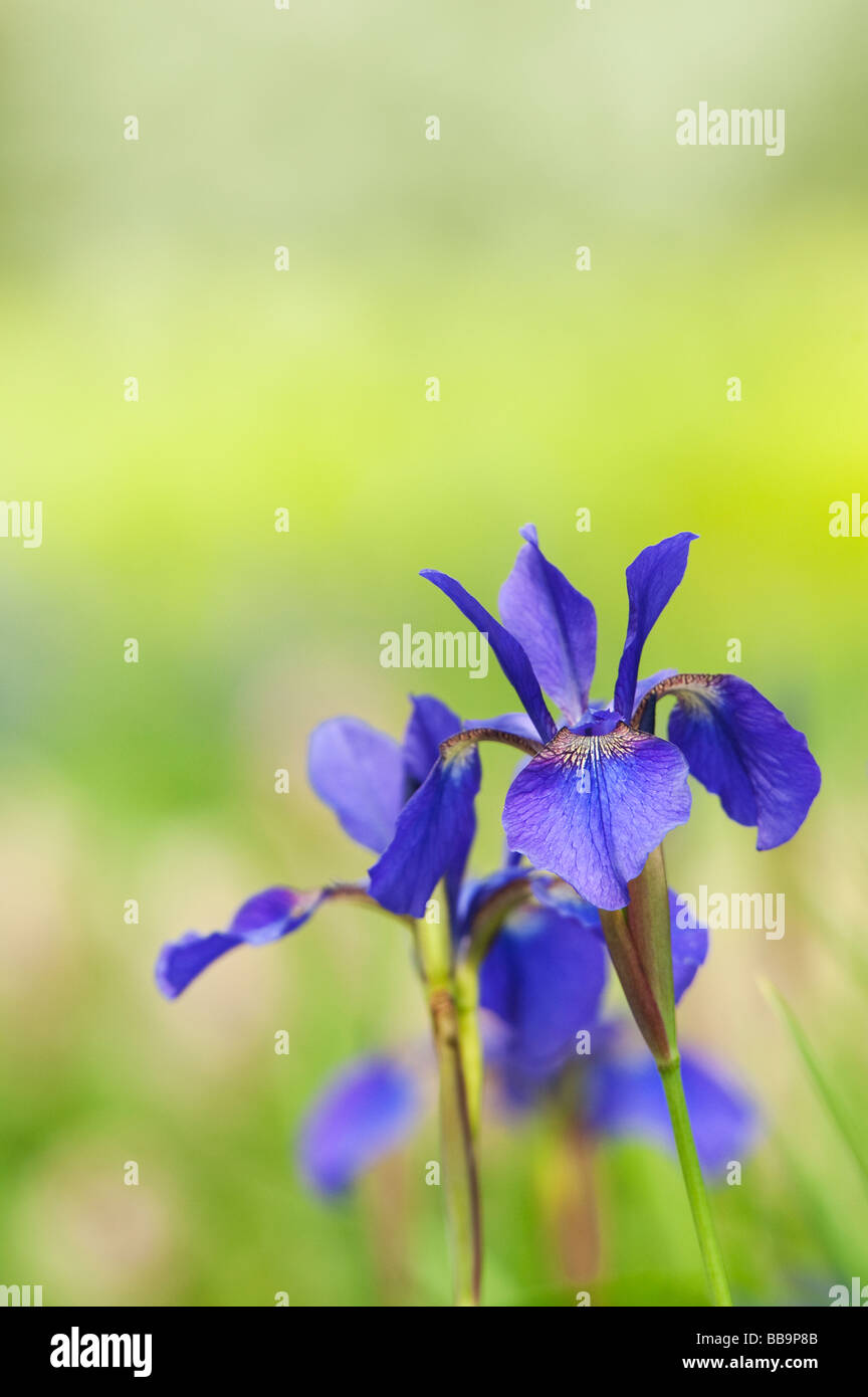 Iris sibirica, ' Camberley '.  Siberian iris Stock Photo