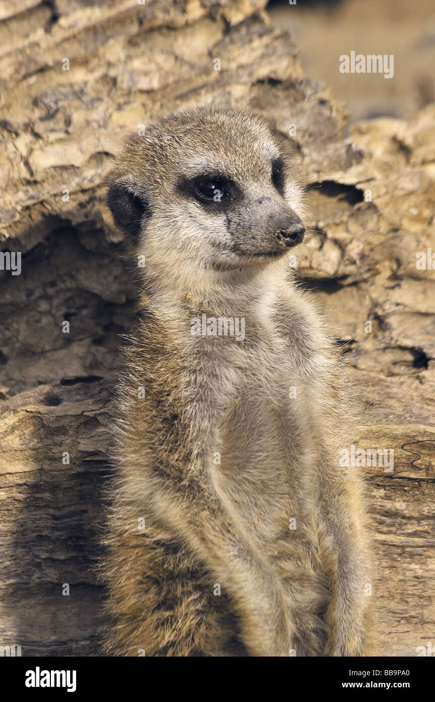 Suricata suricatta Stock Photo - Alamy