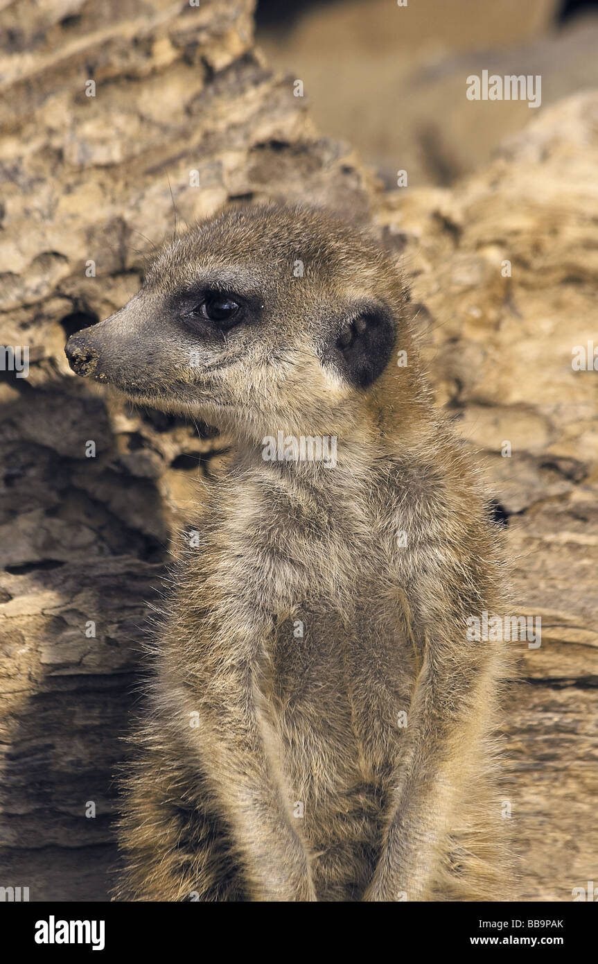Suricata suricatta Stock Photo - Alamy