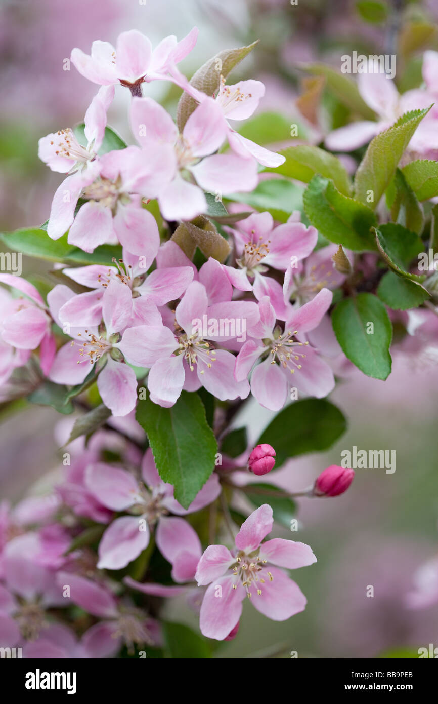 Spring blossoms of the apple tree Stock Photo Alamy