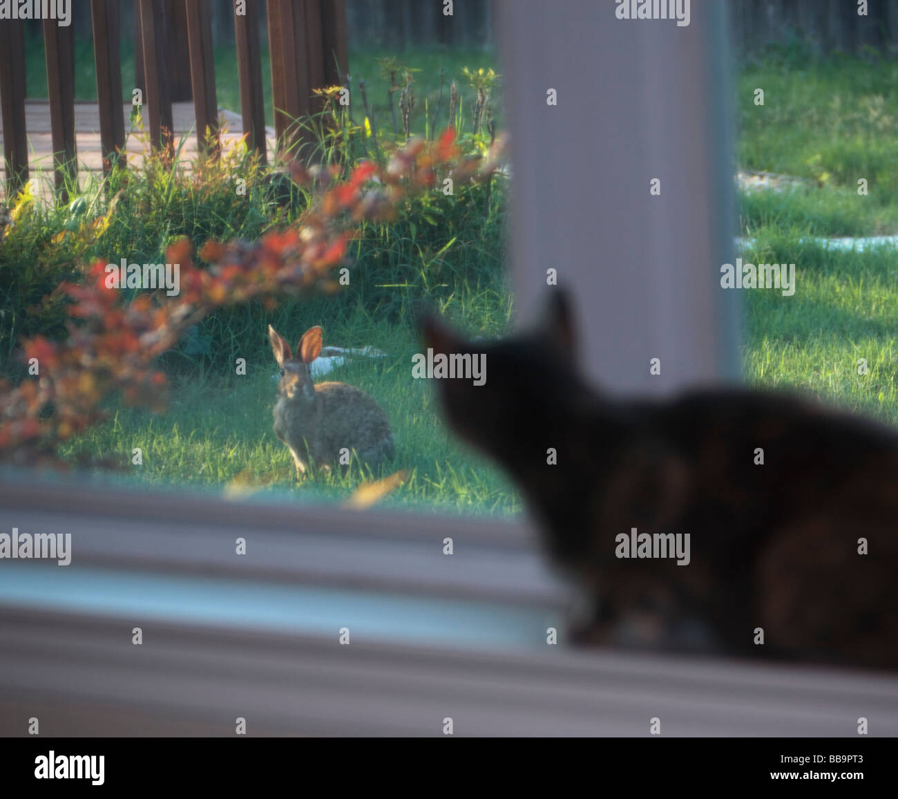 Natural Enemies Meet A housecat closely watches the movements of a wild