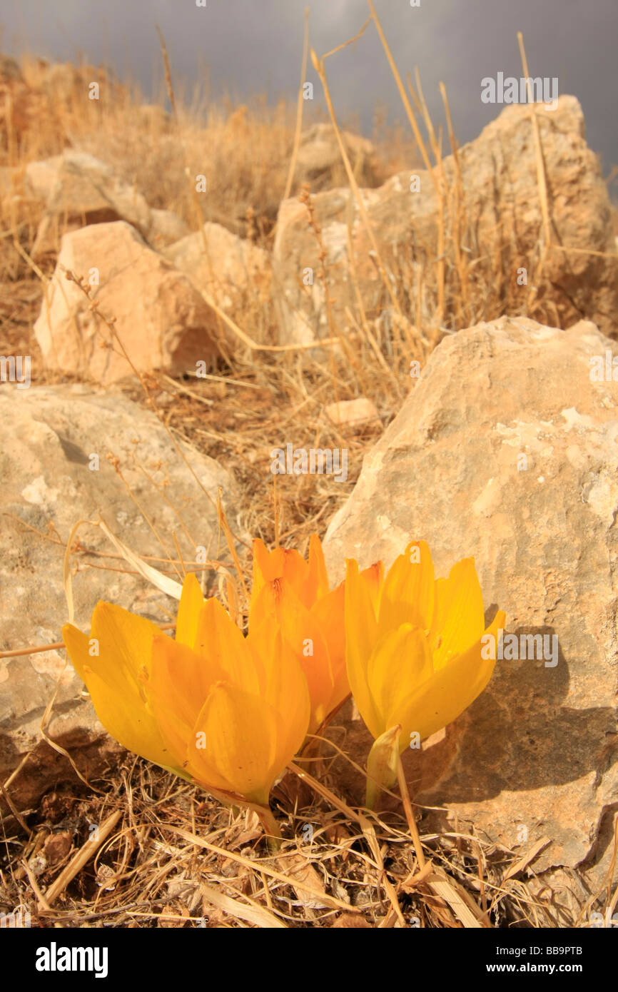 Judea Sternbergia clusiana in the Judean mountains Stock Photo