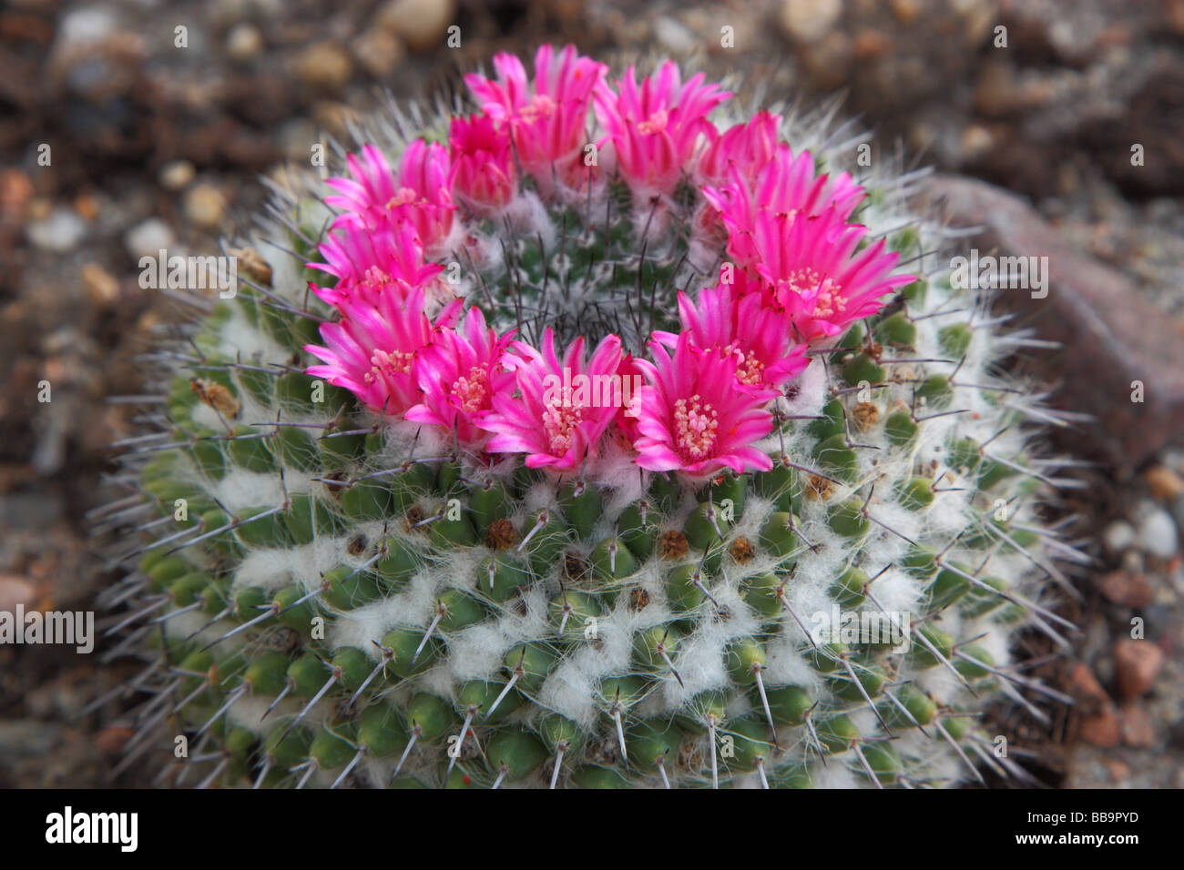 Cactus Mammillaria mammillaria sempervivi flowers blooming Stock Photo