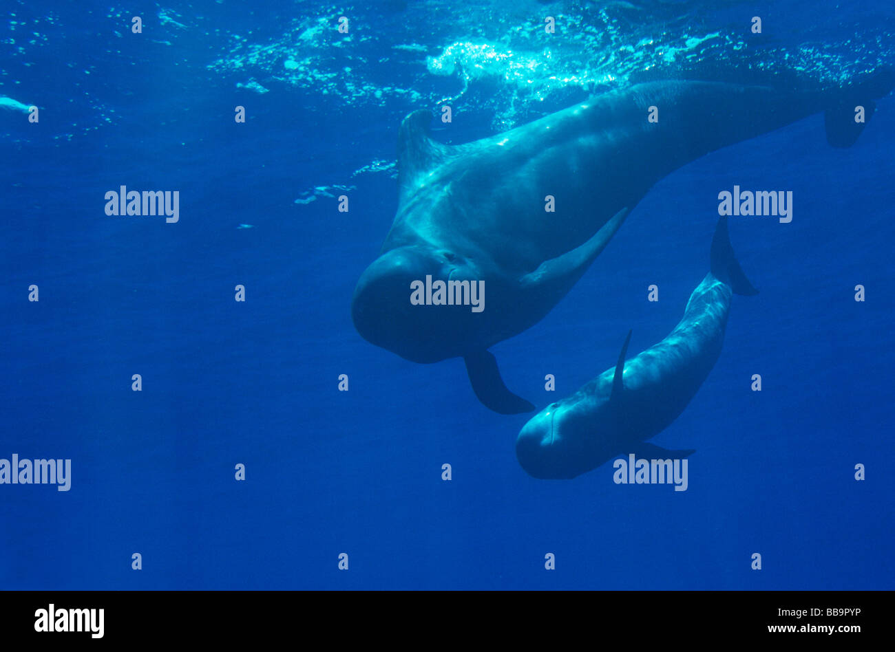 Short-finned pilot whale mother-calf pair diving towards the photographer, Tenerife, Canary Island Stock Photo