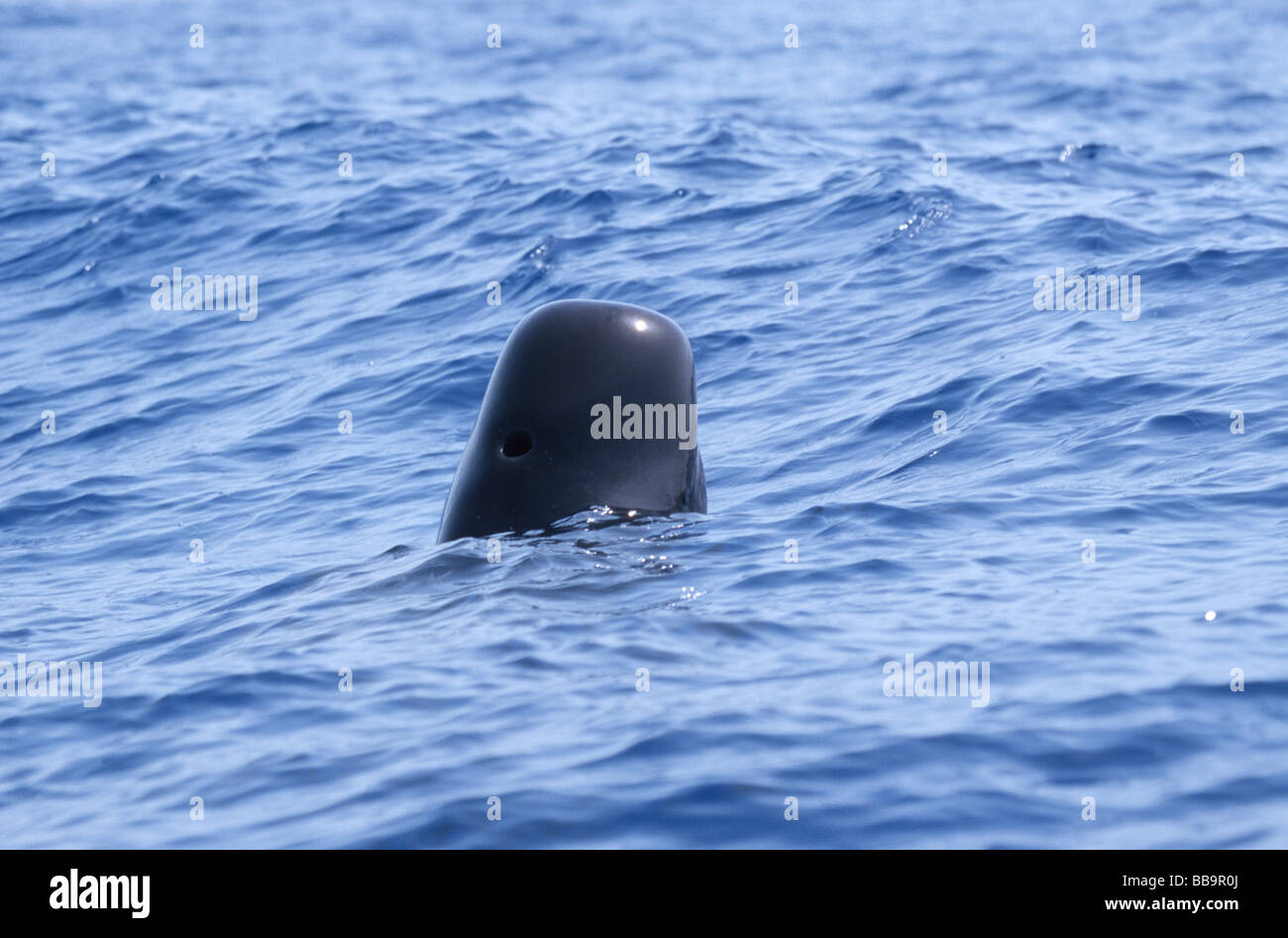 Short-finned pilot whale spyhops to orientate visually at the water surface, Tenerife, Canary Islands Stock Photo