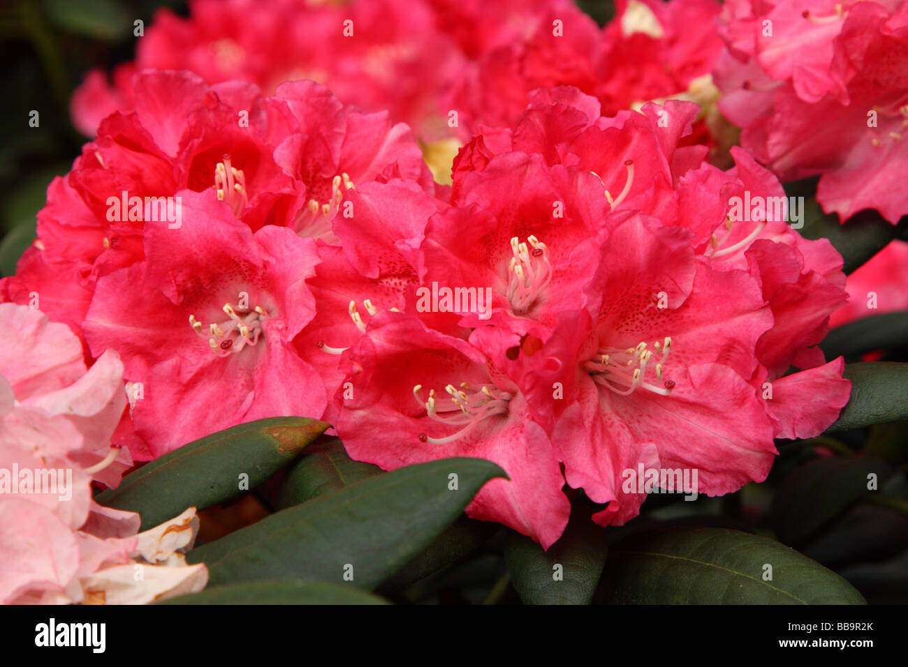 Purple rhododendron flowers close up Stock Photo - Alamy