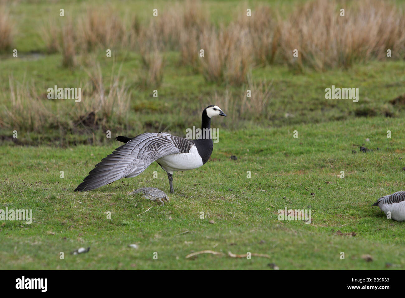Bean Goose Anser fabalis stretching its wing standing in a field in Scotland Stock Photo