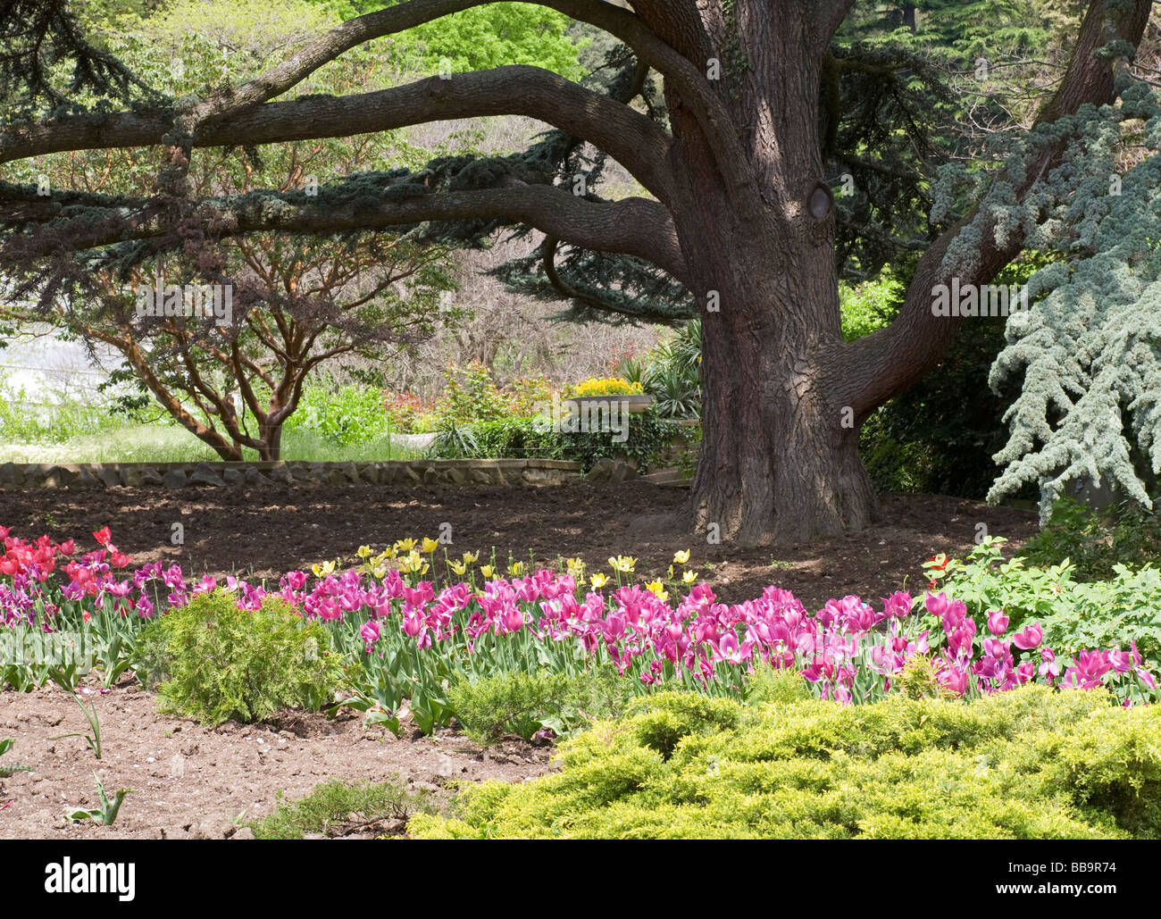 basal trunk part of old majestic conifer tree and tulips Stock Photo