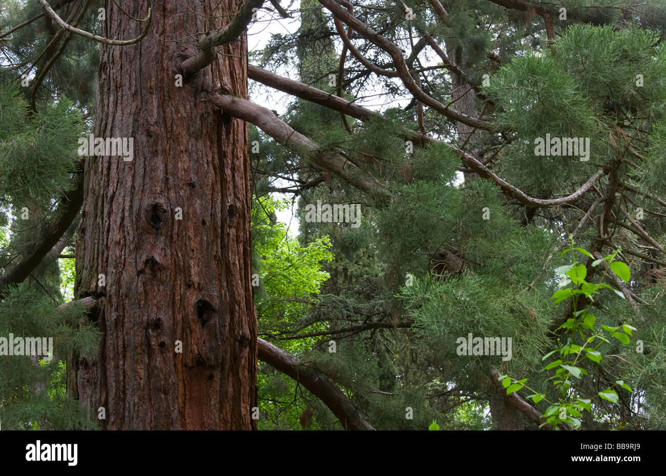 trunk part of old majestic sequoia tree (Sequoiadendron giganteum). Stock Photo