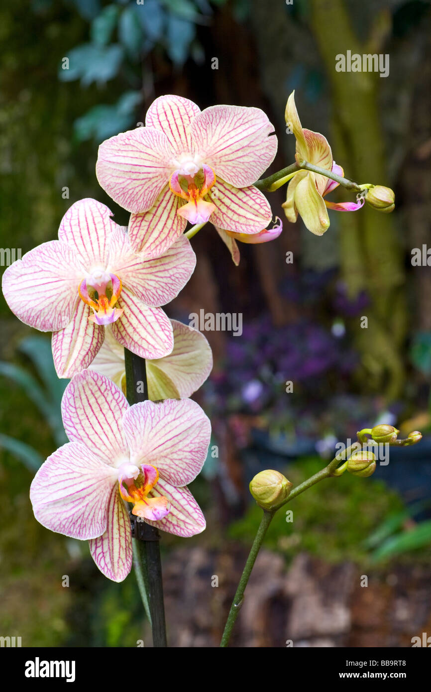 beautiful magenta-yellow  blotchy orchid flowers (macro) Stock Photo