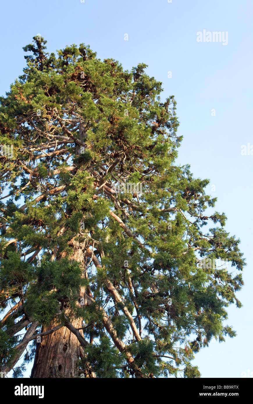 Top of old majestic sequoia tree (Sequoiadendron giganteum). Stock Photo