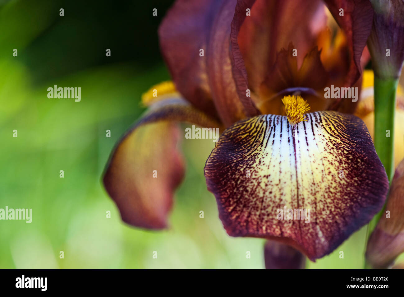 bearded-iris-kent-pride-flower-stock-photo-alamy
