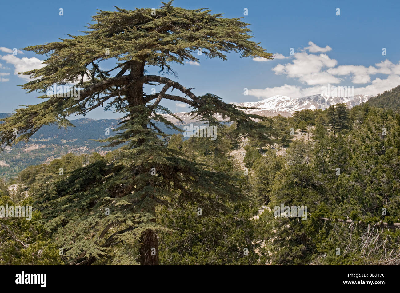 Cedar forest, Cedrus libani, and snow covered peaks in Taurus Mountains, Antalya Turkey Stock Photo