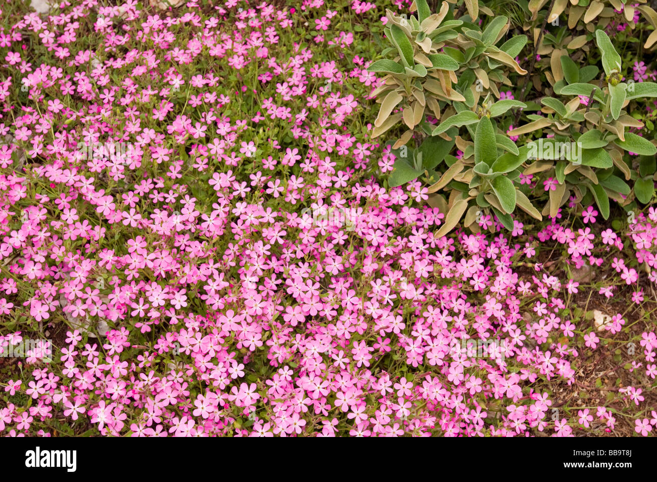 Wild flowers in Taurus mountains, Antalya Turkey Stock Photo