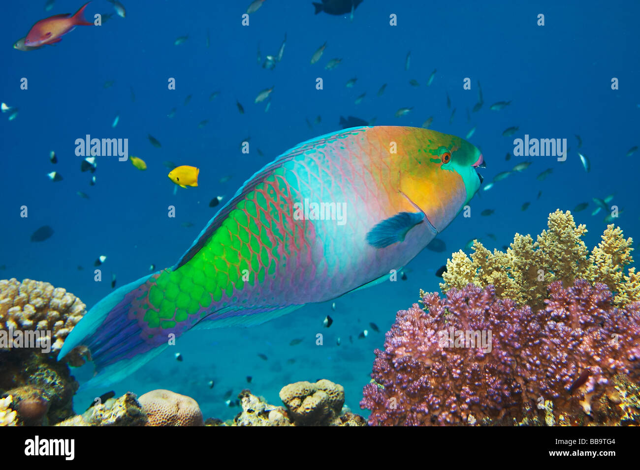 Parrot fish - Scarus gibbus - Scaridae - Coral reef in Red Sea Stock Photo