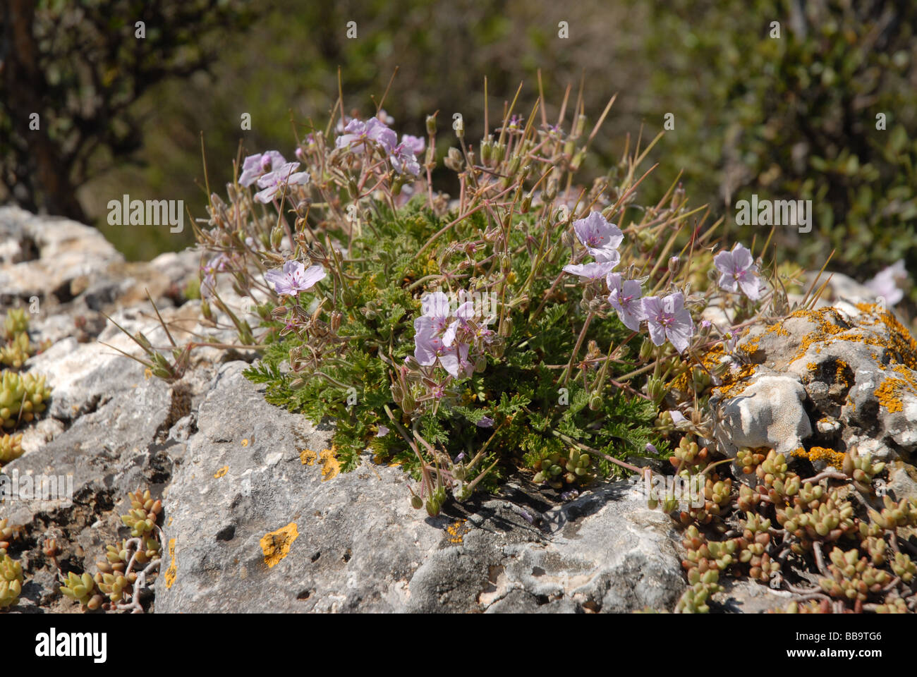 wildflower and succulents out of rock, Sierra de la Forada, Alicante Province, Comunidad Valenciana, Spain Stock Photo