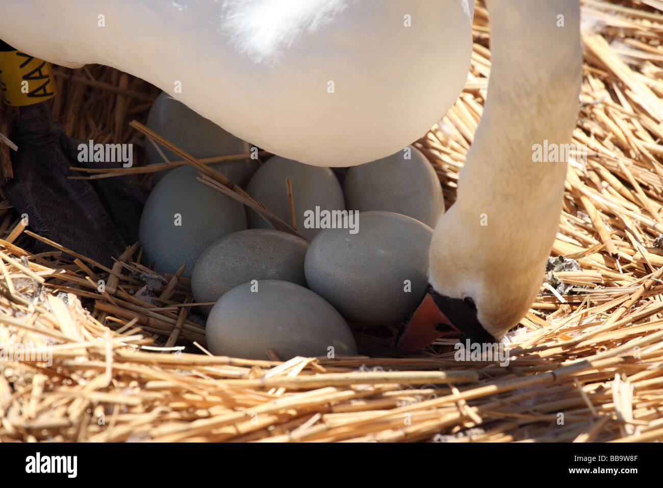 Close up of a nesting mute swan turning eggs at Abbotsbury Swannery