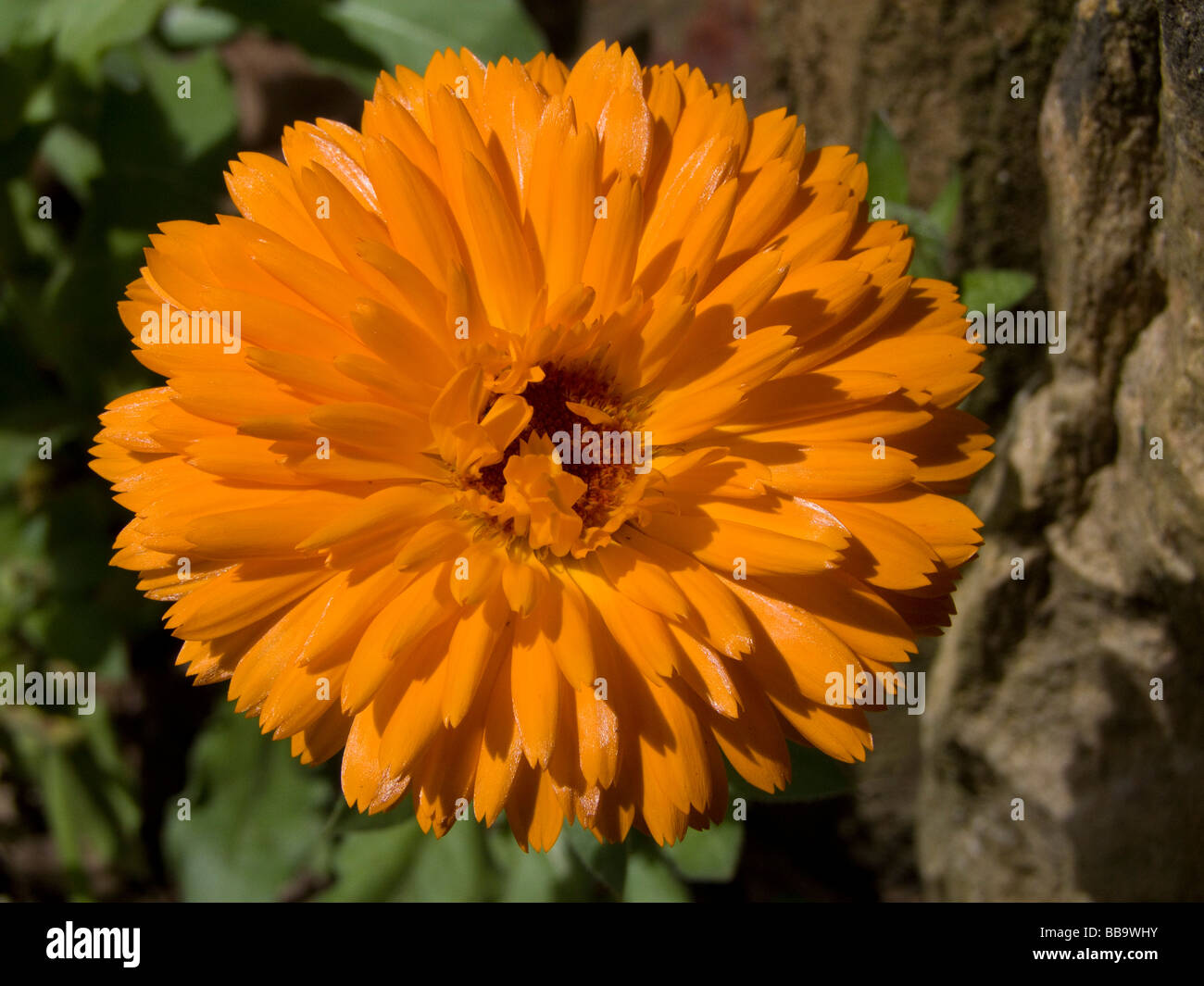 orange French marigold Stock Photo Alamy