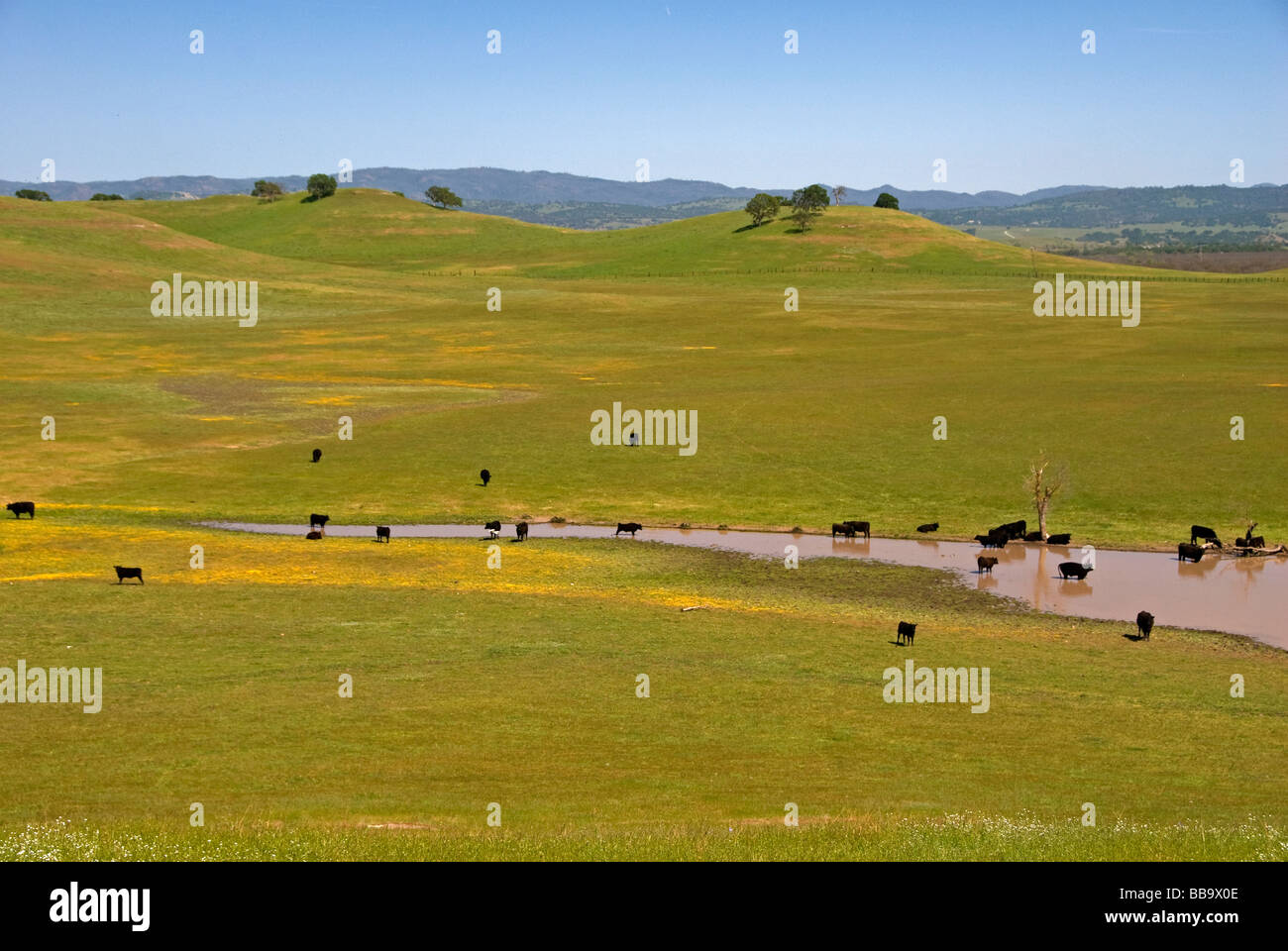 Cows in california central valley hires stock photography and images