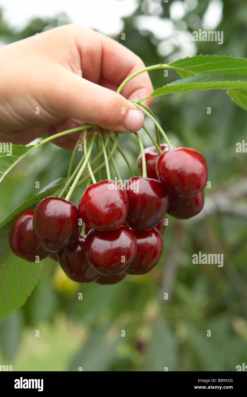 Cherries Central Otago South Island New Zealand Stock Photo Alamy