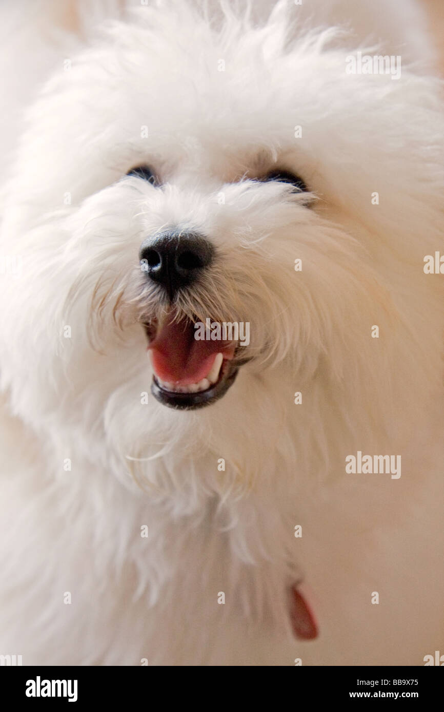 Portrait of a Coton de Tulear puppy dog Stock Photo Alamy