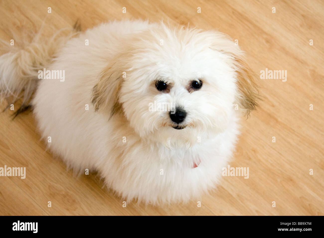 Coton de Tulear puppy dog Stock Photo Alamy