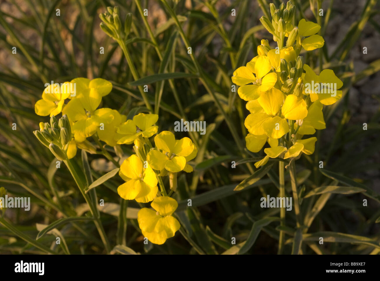 Genista cinerea, Leguminosae, Cervara di Roma, Aniene Valley, Lazio, Italy Stock Photo