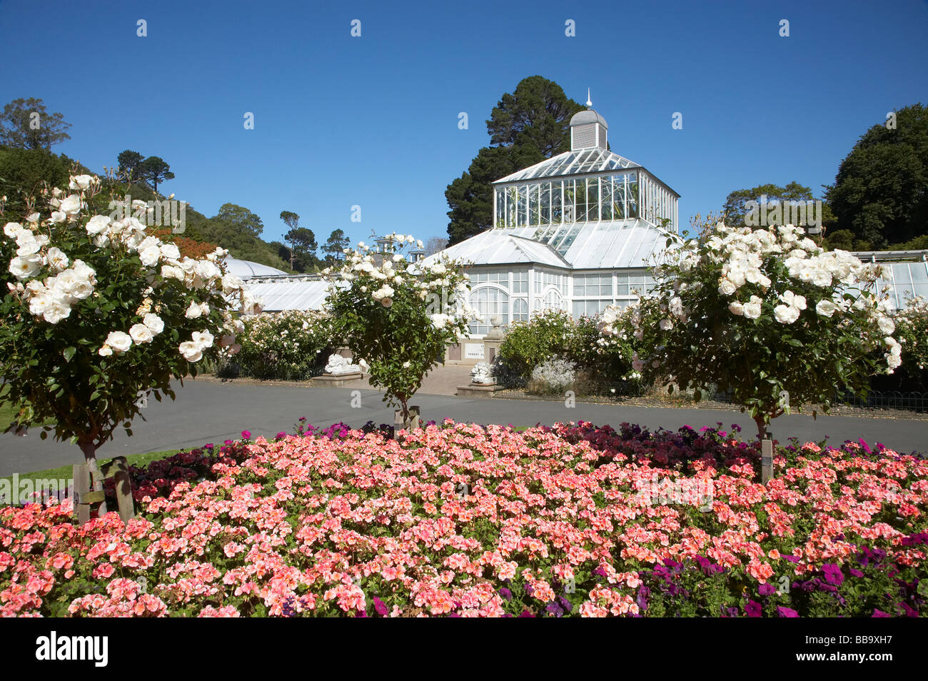 Winter Gardens and Flowers Botanic Gardens Dunedin Otago South Island