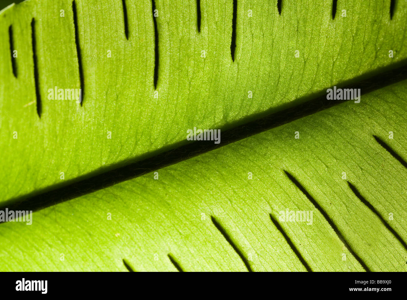Phyllitis scolopendrium, fern, Asplenaceae, Barbarano Romano, Tolfa Mountains, Lazio, Italy Stock Photo