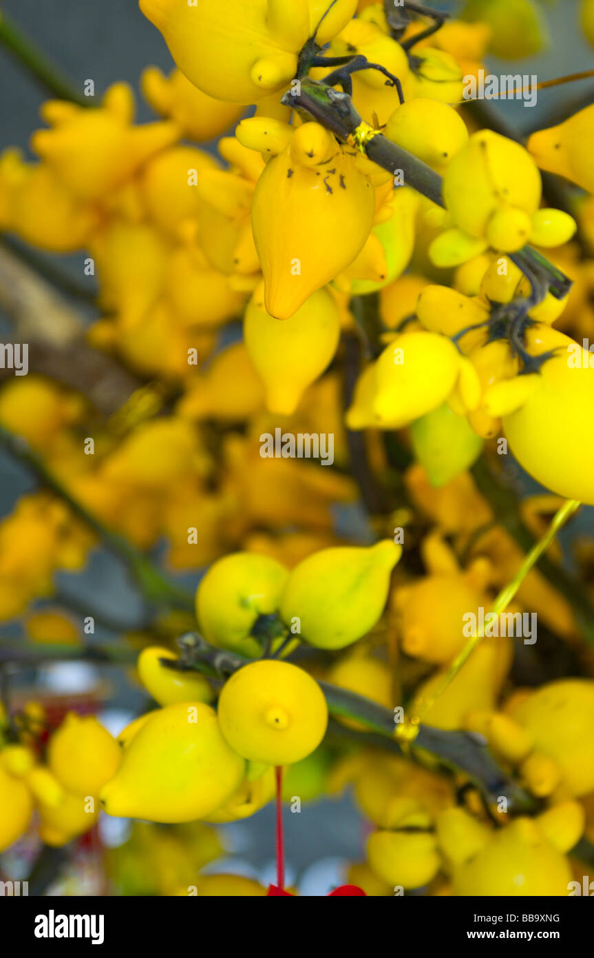 solanum mammosum chinese new year