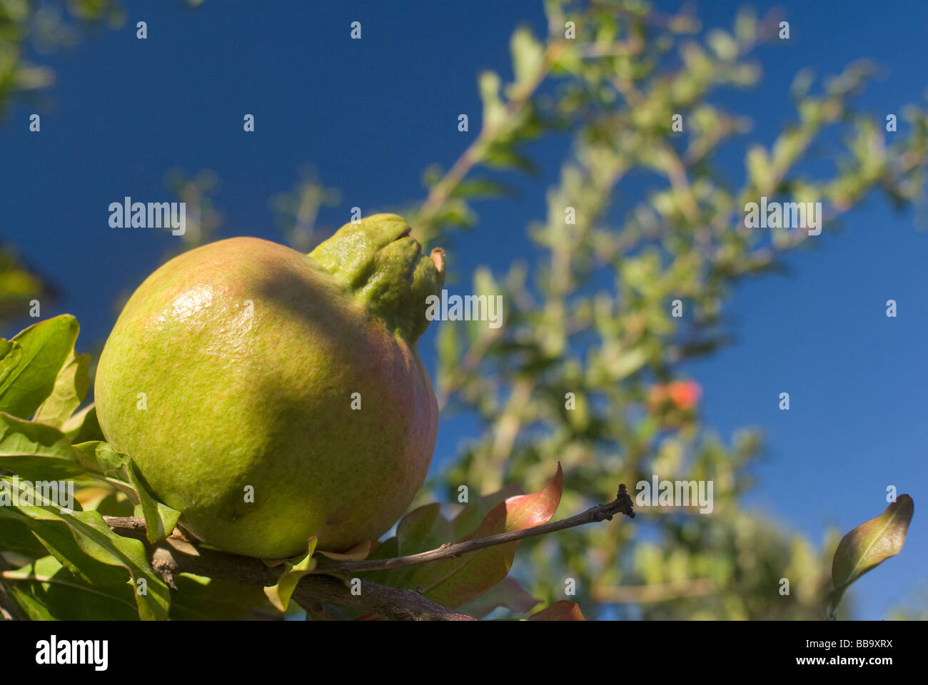Pomegranate, anar (Punica granatum), melograno, Punicaceae Stock Photo