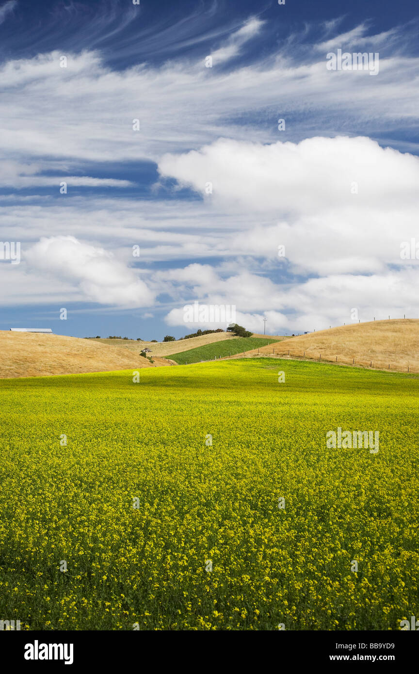 Canola Rapeseed Field near Palmerston East Otago South Island New Zealand Stock Photo