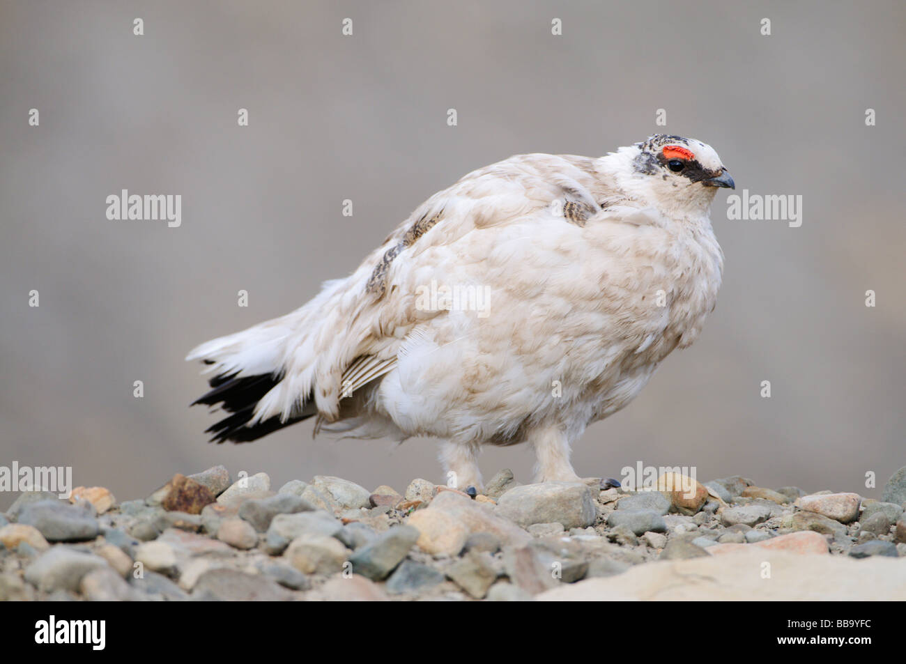 Ptarmigan Lagopus muta male summer feathering at mating time Stock Photo