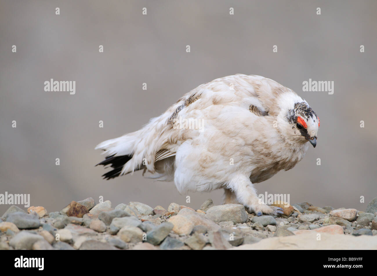 Ptarmigan Lagopus muta male summer feathering at mating time Stock Photo