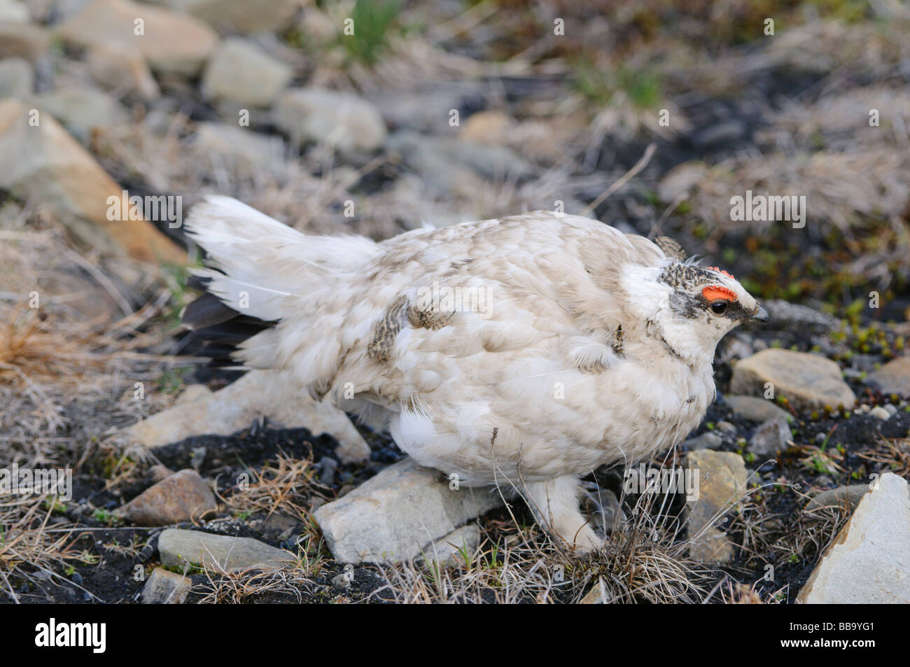 Ptarmigan Lagopus muta male summer feathering at mating time Stock Photo