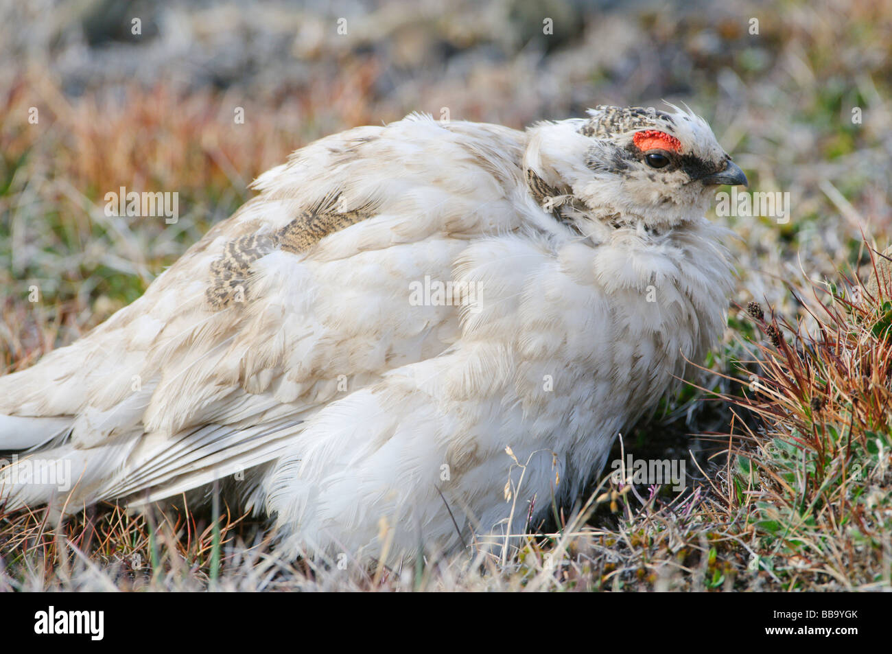 Ptarmigan Lagopus muta male summer feathering at mating time Stock Photo