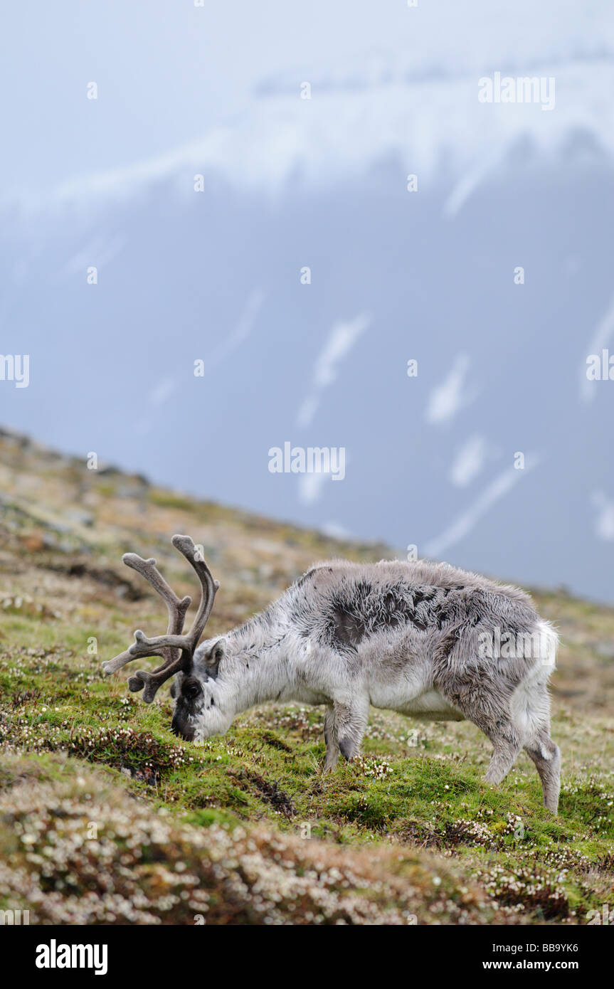 Reindeer grazing near Longyearbyen Svalbard Stock Photo