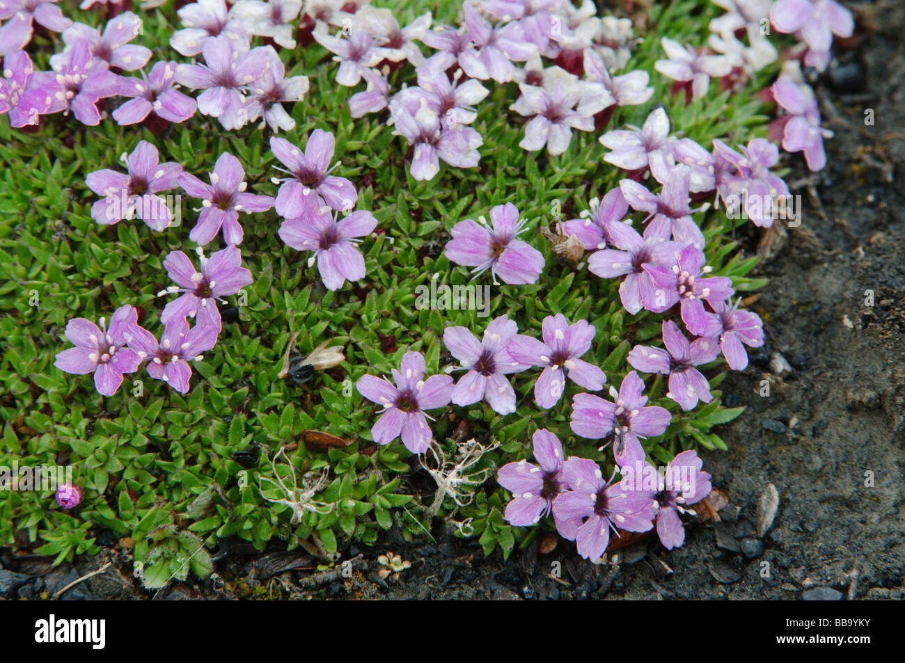 Moss campion characteristic flower from the Arctic and cold regions of ...