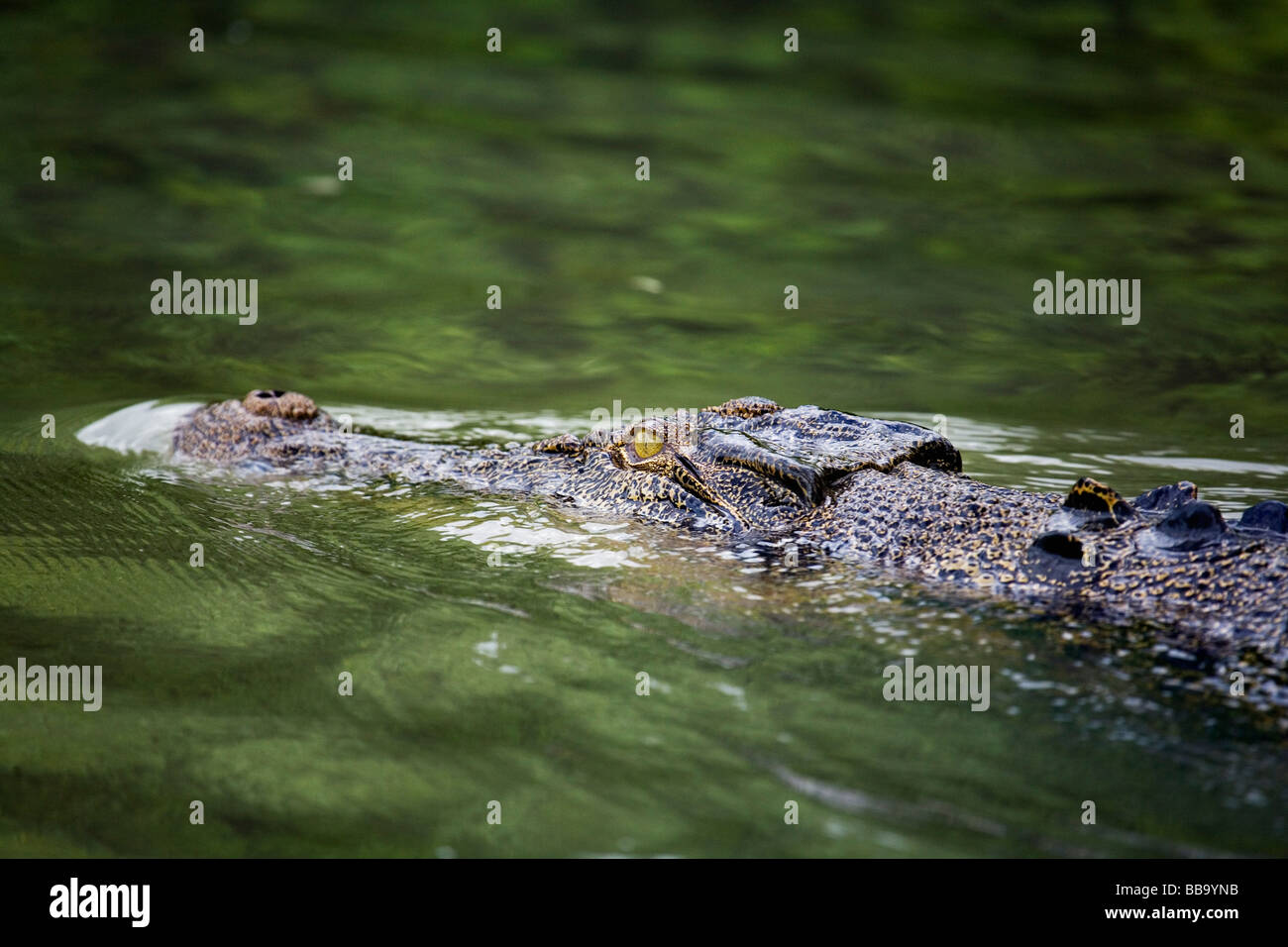 Saltwater crocodile (Crocodylus porosus) in the Mary River Wetlands. Mary River National Park