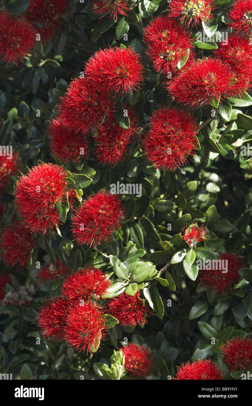 Pohutukawa Flowers Dunedin Otago South Island New Zealand Stock Photo