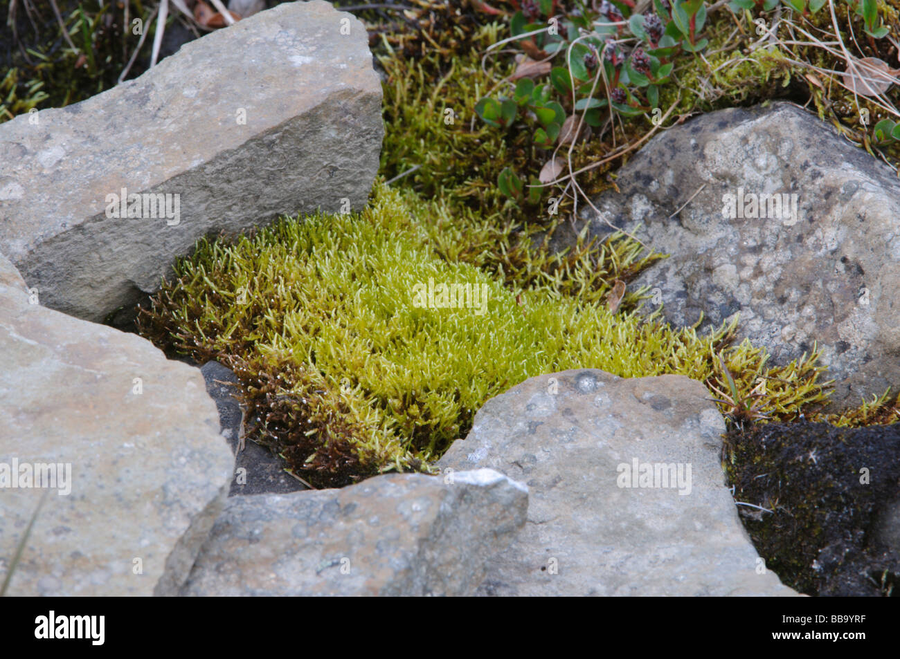Mosses and rocks in a temporary summer stream Svalbard Stock Photo