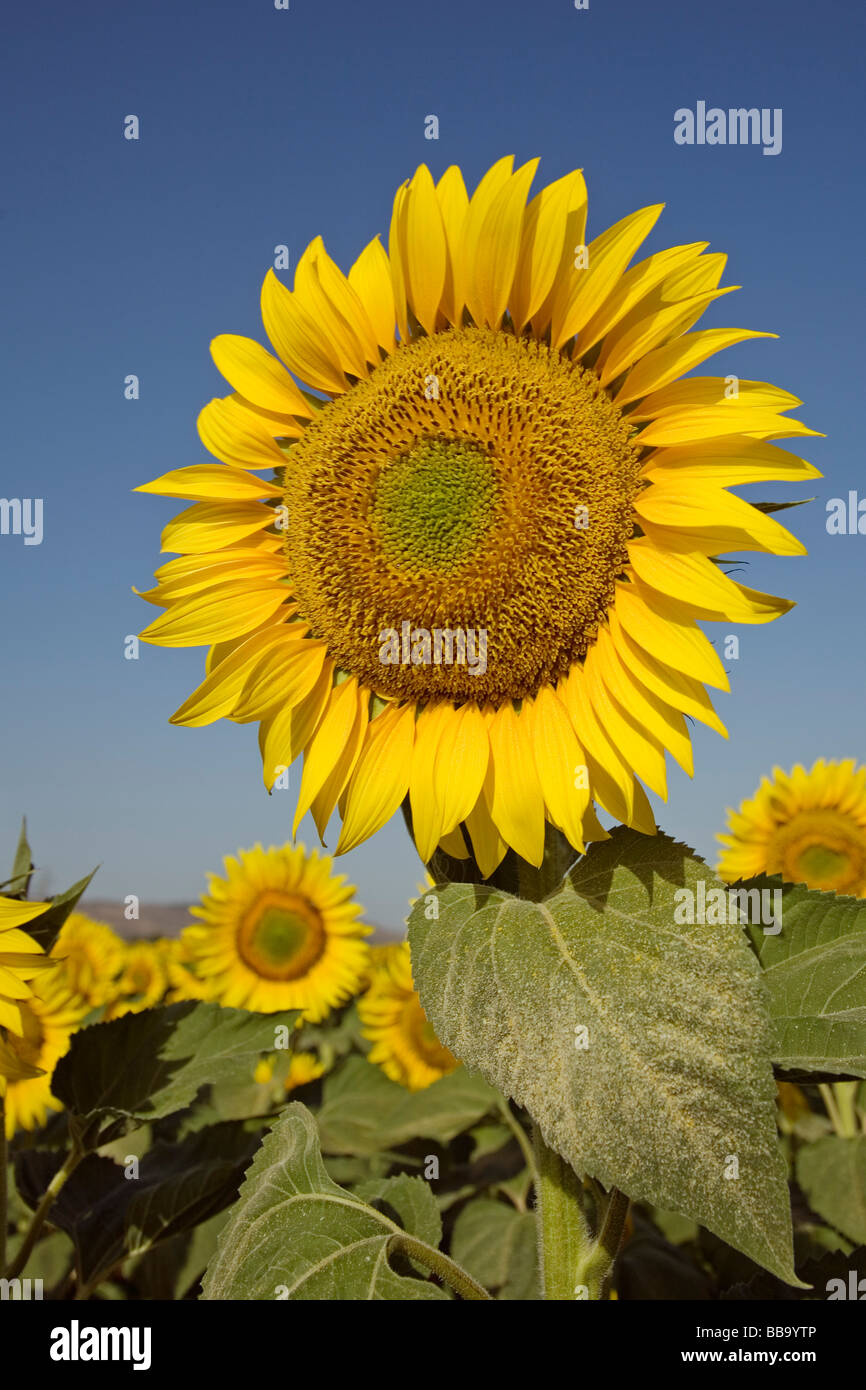 Campo de Girasoles Andalucía España Sunflowers Field Andalusia Spain Stock Photo