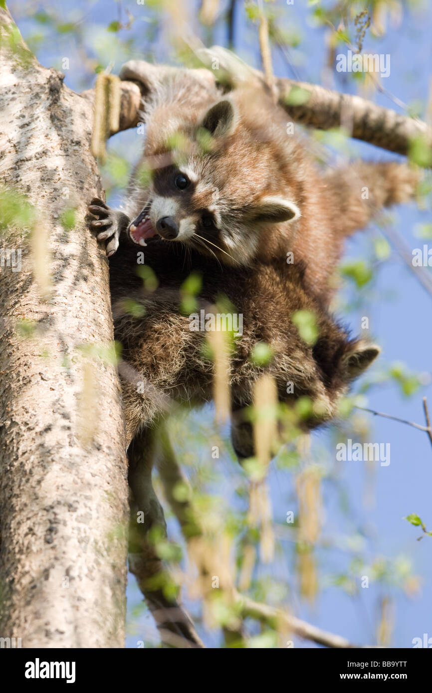 two Common raccoon fighting - Procyon lotor Stock Photo
