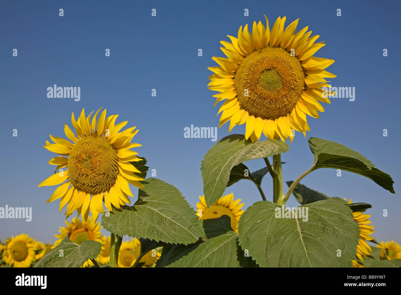 Campo de Girasoles Andalucía España Sunflowers Field Andalusia Spain Stock Photo